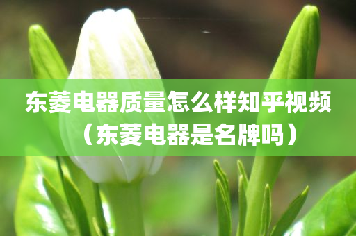 东菱电器质量怎么样知乎视频（东菱电器是名牌吗）